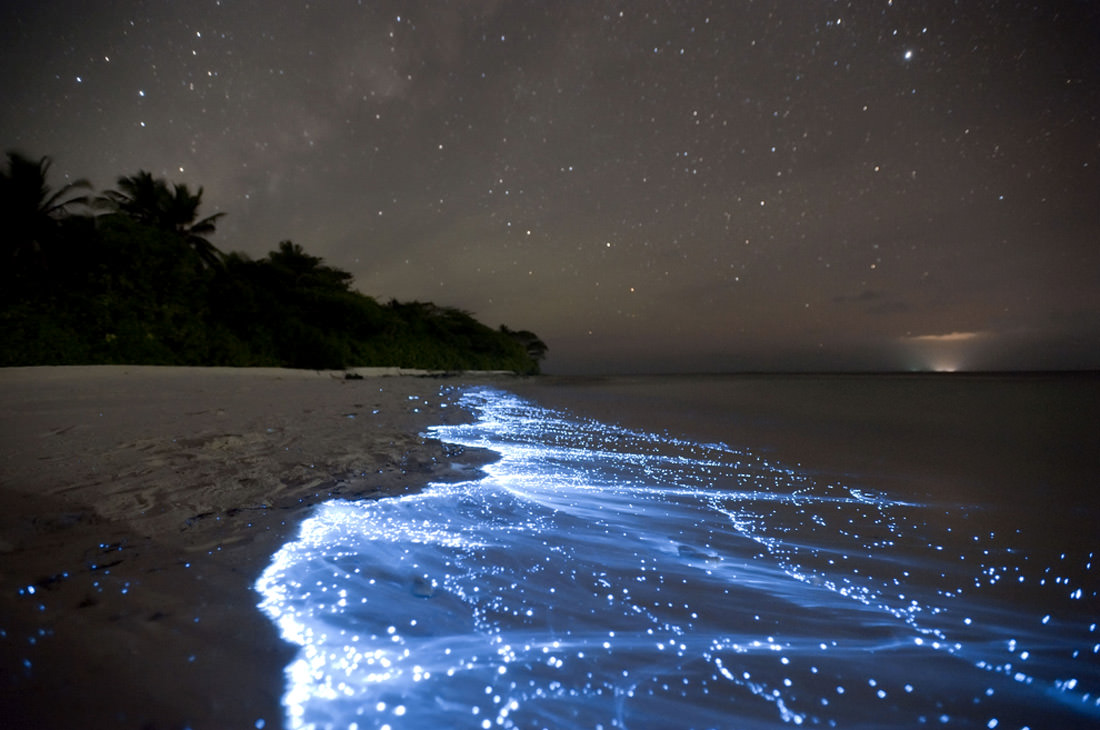 bioluminescenza